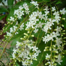 POKOK BUNGA MAYANG SARI 