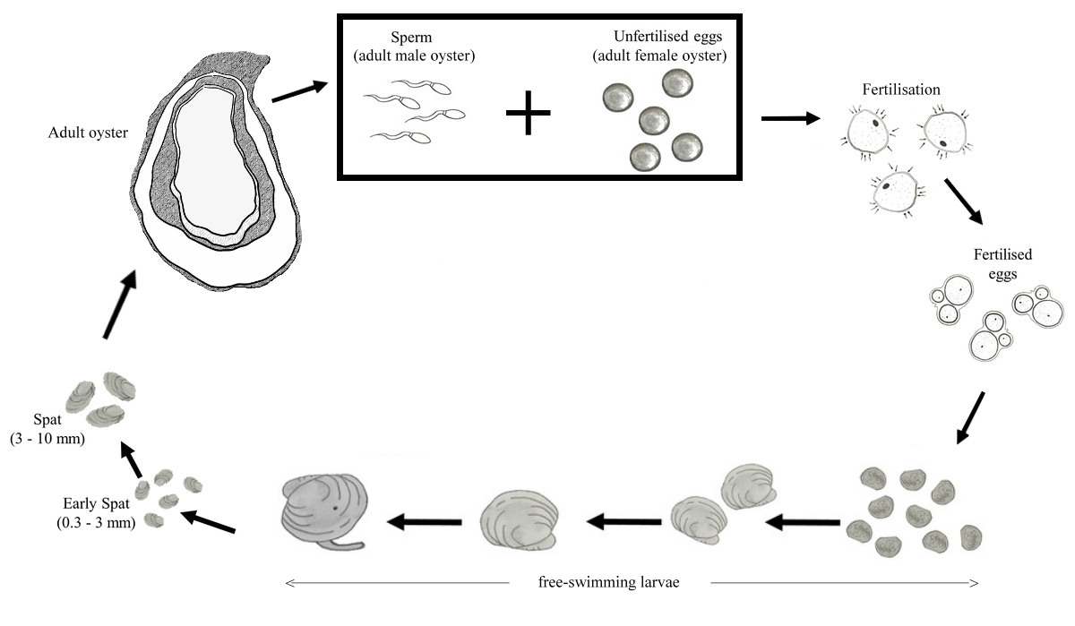 oyster life cycle Tourism Muar