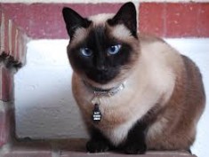 Kucing Siam 